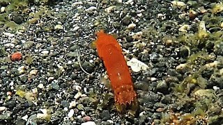 Snorkeling around Cocotinos Lembeh resort part 22 Sulawesi Indonesia 2024 HD 1080 [upl. by Jemy]