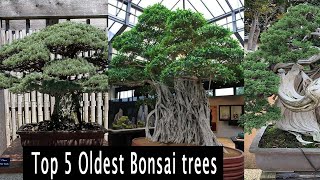 Top 5 Oldest Bonsai trees in the world [upl. by Irvin]