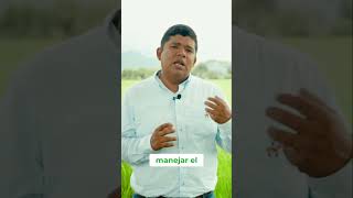 ¿Cómo proteger mi cultivo de arroz [upl. by Haberman700]