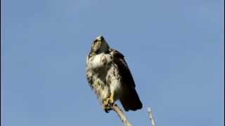 Redtailed Hawk Calling [upl. by Anitsirhk]