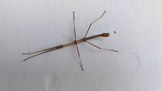 Stick Insect Phasmatidae  Insecto palo o mata caballo [upl. by Tombaugh]