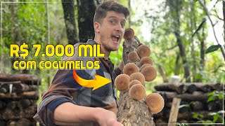 🍄 Como ganhar dinheiro com o cultivo de cogumelos [upl. by Aveline244]