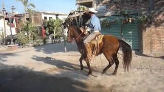 Caballo Bailando Arrendador de Caballos  Melaque Jalisco [upl. by Ahcmis]