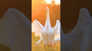 Swans natgeo wildlife birds [upl. by Airalav]