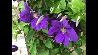 Clématite Clematis jackmanii Superba ou Gipsy Queen Les grandes fleurs sinclinent [upl. by Akenihs]