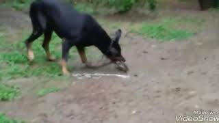 Doberman vs snake [upl. by Yenial732]