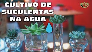 COMO CULTIVAR SUCULENTAS NA ÁGUA Aprenda a nova técnica [upl. by Salb462]