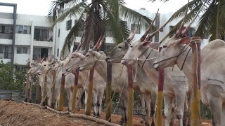 Varthur santhosh preparing hallikar cattle for cattle fair [upl. by Yram]