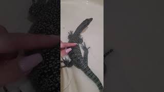 Mangrove Monitor showerreptiles lizard love monitorlizard animals cute varanus shower [upl. by Stannfield]