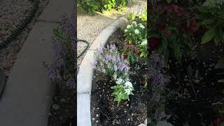 Planting Angelonia amp Pentas red white and blue theme garden [upl. by Yenhoj]