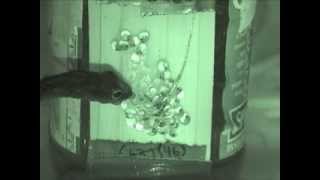 Parrot snake attack and induced hatching of redeyed treefrog eggs [upl. by Nitsur]