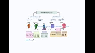 Understanding Glutamate Receptors Classification Function and Implications in Neurological Disor [upl. by Henriha]