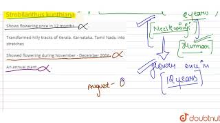 Strobilanthus kunthiana [upl. by Service]