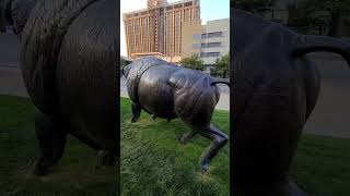 Buffalo statues Spirit of Nebraska Wilderness Park [upl. by Antsirhc450]