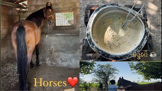 Aaje ghodi ne 10 month pura thai gya 👍🥰horselover❤️ horses [upl. by Alia427]