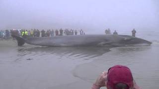 Whale  Galveston [upl. by Strauss242]