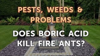 Does Boric Acid Kill Fire Ants [upl. by Ynohtna]