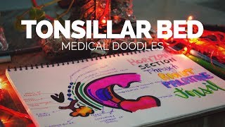 Tonsillar bed  Anatomical Doodling 2017 [upl. by Aggarwal]