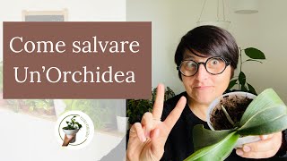 Come salvare un’orchidea marciume radicale  cura delle piante [upl. by Anelej]