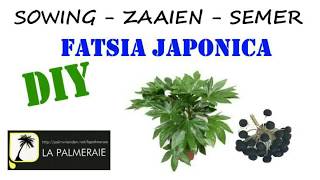 sowing the Fatsia japonica [upl. by Anitsirhcairam]