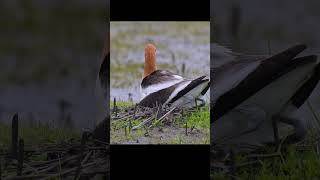 American Avocet Hatching Eggs shorts birds americanavocet wildlife [upl. by Neellek456]