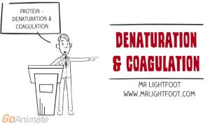 PROTEIN  Denaturation and Coagulation [upl. by Joe]