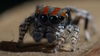 Best Spider Moments  Top 5  BBC Earth [upl. by Nolahs697]