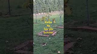 youtubeshorts garden autumn na mga lodz [upl. by Nivlag995]