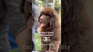 Beautiful Looking Newfoundland Puppy Available newfoundlanddog dog doglover puppy short shorts [upl. by Root579]