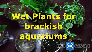 Wet plants for brackish aquariums [upl. by Nnahtebazile]