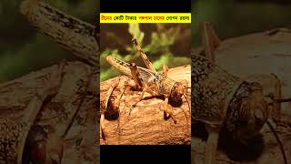 কীভাবে চীনে পঙ্গপাল চাষ করে😯  How China Turns Locusts into Gold  shorts [upl. by Nalor]