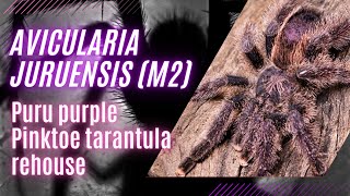 quotJuruensis Pinktoe Tarantula A Guide to Rehousing amp Caring for Your Puru Purple Beautyquot [upl. by Melburn]