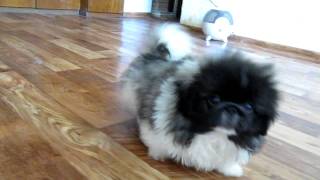 Pekingese puppies for sale [upl. by Airdnas829]