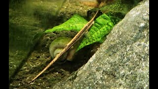 Whiptail Catfish aka Twig Catfish Farlowella spp [upl. by Ytok]