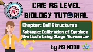 BIO Calibration of Eyepiece Graticule  Cell Structures  Calculate actual cell size [upl. by Scopp596]