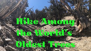 How to See the Worlds Oldest Trees  Hiking in the Ancient Bristlecone Pine Forest [upl. by Baumbaugh]