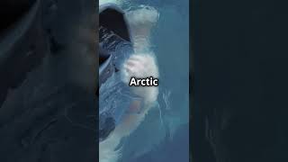 A polar bear was recorded swimming continuously for nine daysnatureloverspolarbears [upl. by Acirred]