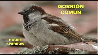 GORRIÓN COMÚN  HOUSE SPARROW  Passer domesticus [upl. by Aziza707]