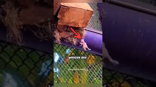 rescuing a baby bird from dying shorts animals love [upl. by Kinghorn]