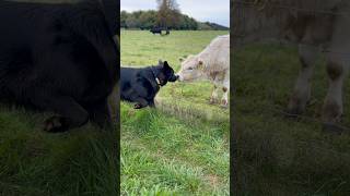 German Shepherd kisses a cow gsd germanshepherd nature cow [upl. by Erika]