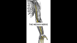 The Median nerve glide [upl. by Kareem]