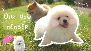 Our New Family Member 🐶💕  3 Month Old White Baby Pomeranian  Female Puppy vs Male Senior Dog [upl. by Ellmyer]