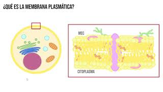 Membrana plasmática Componentes y propiedades [upl. by Birmingham665]