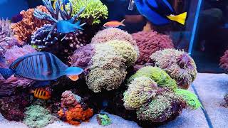 MidnightReef exhibiting stunning growth Saltwater Aquarium Home Reef Marine Aquatic 250 gallon [upl. by Valentijn]