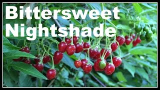 Bittersweet Nightshade Solanum dulcamara  Ninja Gardening  Episode 13 [upl. by Anoblav]