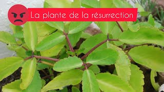 La plante de la résurrection refuse de mourir 😏Une explication [upl. by Ameline322]