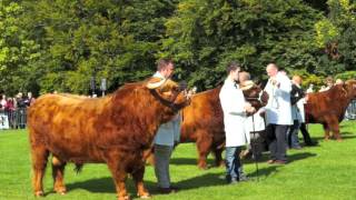 Royal Winner  HM the Queens Highland Bull wins Glasgow Cattle Show [upl. by Lamaaj605]