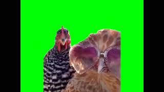 Dancing Chicken Green Screen [upl. by Francisco]