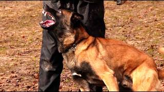 This Belgian Malinois is Performing JawDropping Obedience Tricks [upl. by Sucramed849]