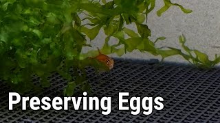 A Tank Just For EggScattering Fish [upl. by Silecara]